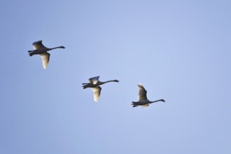 Flying swans, August, Saxony, Germany