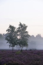 Heath landscape with morning fog, August, Germany