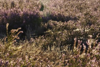 Heath landscape with spider webs, August, Germany