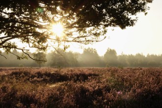 Rising sun, heath landscape, summer morning, August, Germany