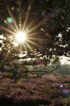 Rising sun, heath landscape, summer morning, August, Germany