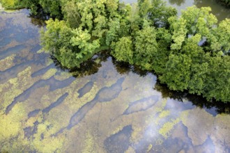 Aerial view, islands in the Drau, river, Brenndorf bird sanctuary, Carinthia, Austria