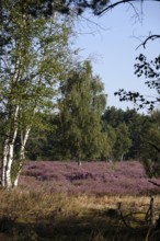 Heath landscape with birch trees, August, Germany