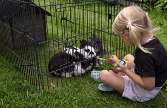 Girl, 4 years, blonde, feeds three rabbits with dandelion, rabbit hutch, animal love, Seeg,