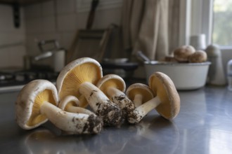 Different sized wild mushrooms spread on kitchen counter after collecting. Generative ai, AI