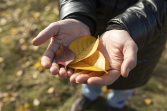 Hands holding small orange and yellow autumn leaves outdoors. Captures the beauty of fall and