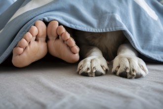 Human feet and dog paws side by side under blanket. Peaceful companionship in cozy home setting.