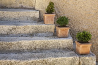 Flower pots with green plants on a staircase, Provence, France