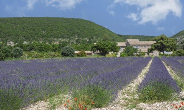 Wide lavender field in Provence with a stone house in the background surrounded by green hills