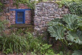Stone wall with blue window surrounded by lush plant growth and large leaves in a rustic setting,