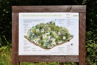 Forbach, Germany - July 12th 2025: Infographic about the forest ecosystem in the Black Forest with
