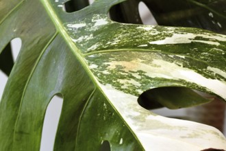 Small spot with reddish thrips pest damage on Monstera deliciosa variegata houseplant leaf