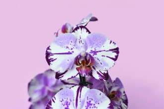 Close up of two colored purple and white flower of 'Phalaenopsis Magic Art' orchid on pink
