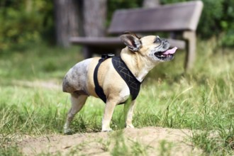 French Bulldog with amputated back leg standing on three legs. Shaved area from leg amputation