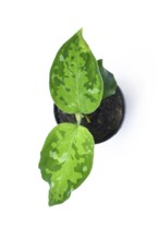Aglaonema pictum tricolor top view. Tropical houseplant with camouflage patterned leaves in dark