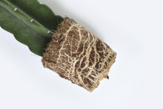 Roots and rootball of Cuddly cactus houseplant with soil on white background