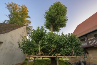Old dancing lime tree (Tilia), Steinbach, Upper Franconia, Bavaria, Germany