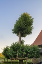 Old dancing lime tree (Tilia), Steinbach, Upper Franconia, Bavaria, Germany