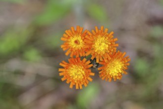 Orange hawkweed, orange-red hawkweed (Hieracium aurantiacum), flower on a rough meadow, close-up,