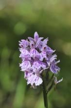 Moorland spotted orchid (Dactylorhiza maculata), inflorescence, close-up, Wilnsdorf, North