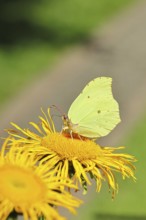 Lemon butterfly (Gonepteryx rhamny) on a yellow flower of a Great Telekie (Telekia speciosa),