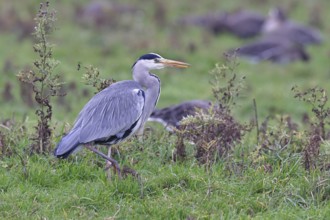 Grey heron (Ardea cinerea), standing in a meadow, Bieslicher Insel, Lower Rhine, North