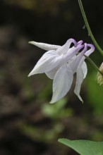 Columbine (Aquilegia vulgaris), white flower at the edge of a forest, Wilnsdorf, North