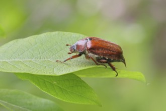 May beetle, wood cockchafer (Melolontha hippocastani), female, on leaf of a willow (Salix caprea),