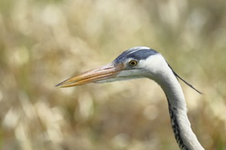 Grey heron (Ardea cinerea), attentive gaze, animal portrait, Wilnsdorf, North Rhine-Westphalia,