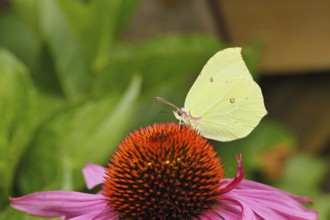 Lemon butterfly (Gonepteryx rhamny) on flower of a purple coneflower (Echinacea purpurea),