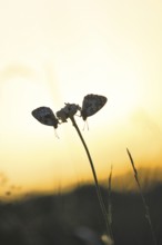 Checkerspot butterfly (Melanargia galathea), in the evening at sunset on a blade of grass in a