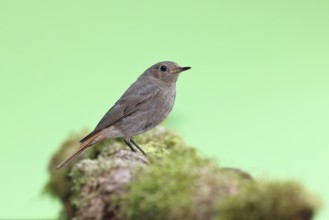 Black redstart (Phoenicurus ochruros), female on a moss-covered tree stump in a garden, Wilnsdorf,