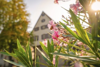 Colourful autumn landscape with pink flowers and a half-timbered house in the background, Nagold,