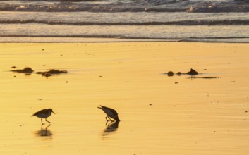 Two oystercatchers (Haematopus ostralegus), adult buries head deep in sand to catch lugworm,