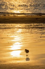 Oystercatcher (Haematopus ostralegus) at sunset looking down, atmospheric glow, calm, relaxed, warm