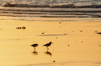 Two oystercatchers (Haematopus ostralegus), juvenile and adult, walking one behind the other on a