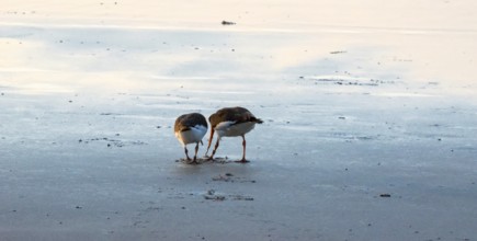 Two oystercatchers (Haematopus ostralegus) at sunset, adult bird pulling lugworm (Arenicola