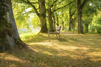 Park with shady bench under trees, the light creates an autumnal ambience, Nagold, district of
