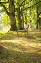 Wooden bench in the shade of trees in a sunny park along a path, Nagold, district of Calw, Black