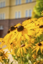 Close-up of sunlit yellow sunflowers in front of a building, Nagold, district of Calw, Black