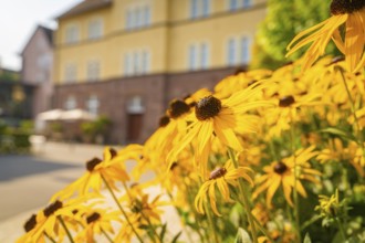 Yellow sunflowers blooming in the sun in front of a yellow building, Nagold, district of Calw,