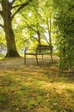 Wooden bench under shady trees in a sunny park, autumn leaves on the ground, Nagold, district of