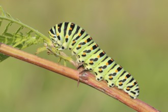 Swallowtail caterpillar (Papilio machaon), caterpillar sitting on Wild carrot (Daucus carota),