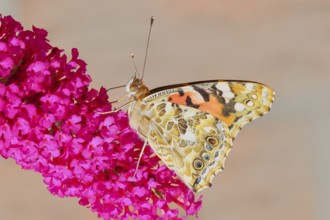 Thistle butterfly (Vanessa cardui) underside, sucking nectar on summer lilac (Buddleja davidii),