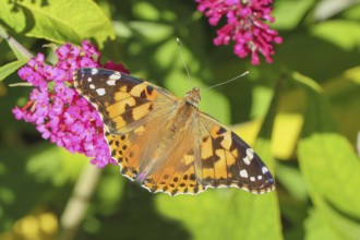 Thistle butterfly (Vanessa cardui) sucking nectar on butterfly bush (Buddleja davidii), butterfly
