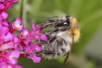 Field bumblebee (Bombus pascuorum), sucking nectar on summer lilac (Buddleja davidii), butterfly