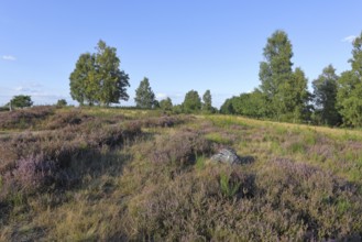 Truppacher Heide, Trupbacher Heide nature reserve with heaths and rough grassland, Siegerland,