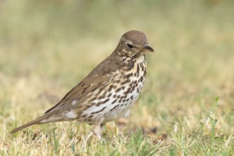 Song thrush (Turdus philomelos) standing in a meadow, wildlife, thrushes, migratory bird, songbird,