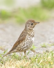 Song thrush (Turdus philomelos) standing on garden path, wildlife, thrushes, migratory bird,