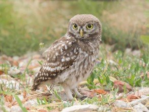 Little owl (Athene noctua) young bird standing on the ground, endangered bird species in Central